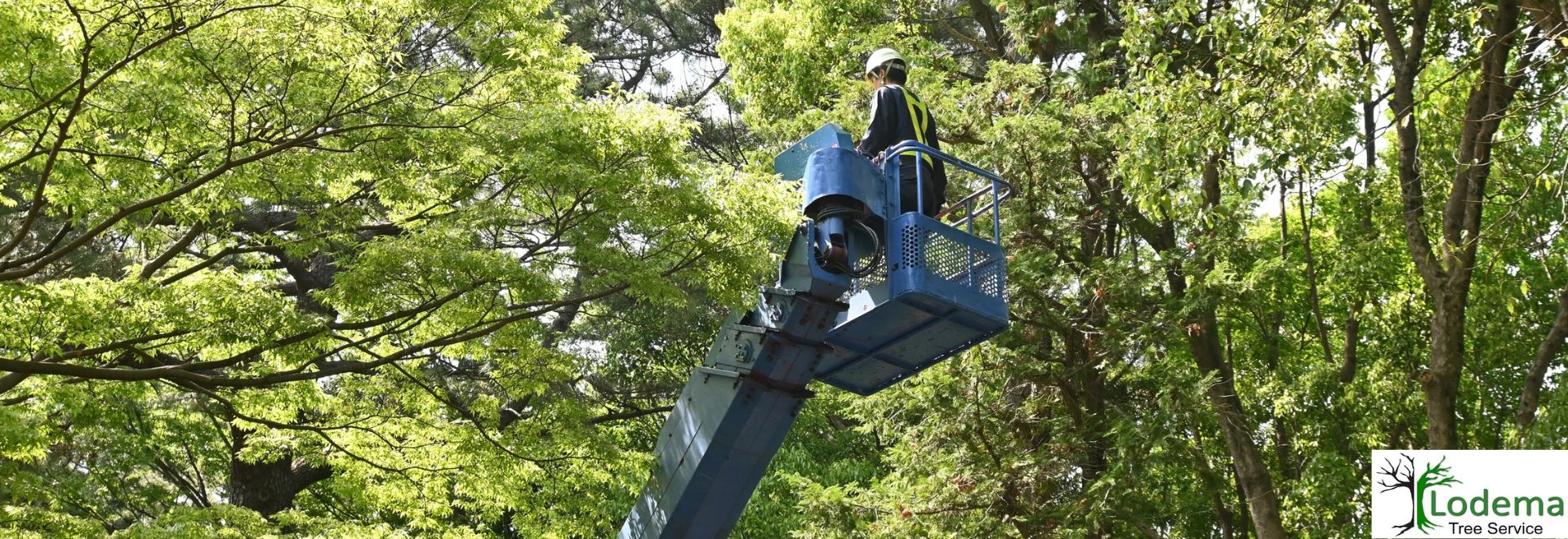 Boonton NJ, Tree Service,