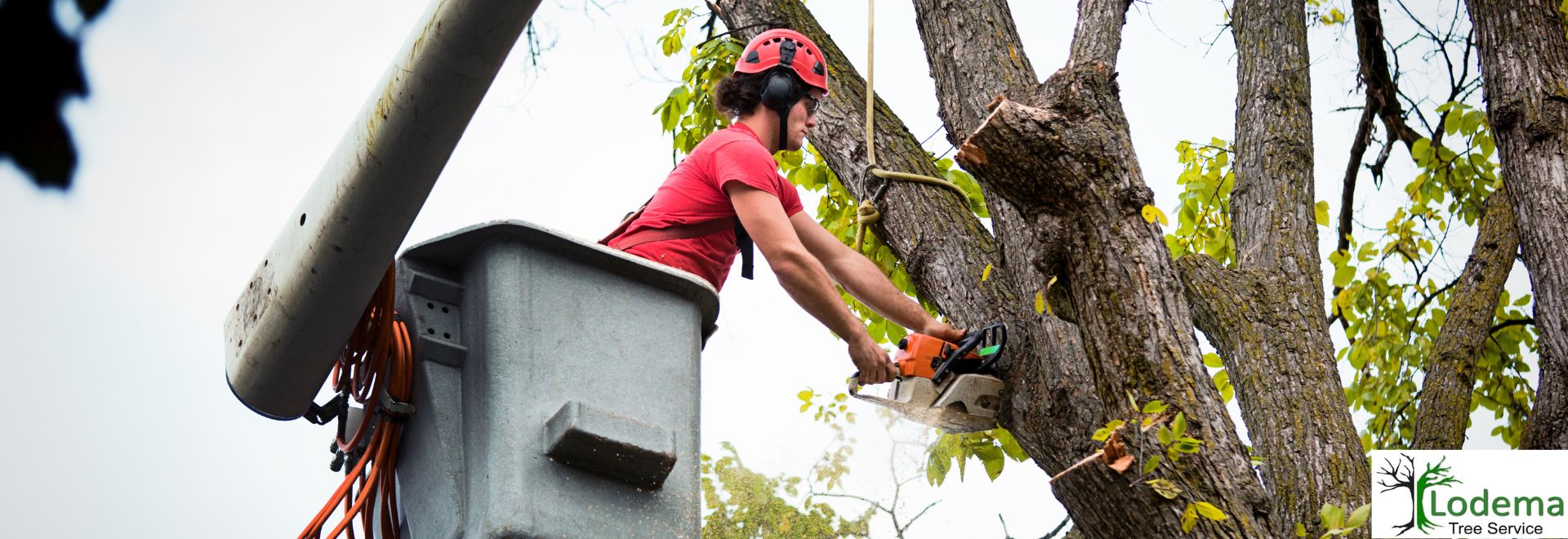 Boonton NJ, Tree Service,