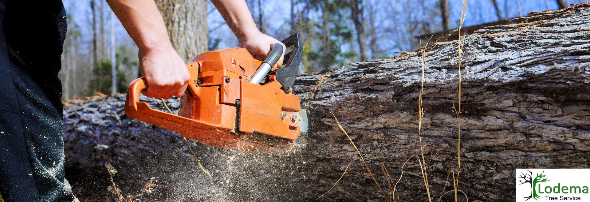 Rockaway NJ, Tree Service