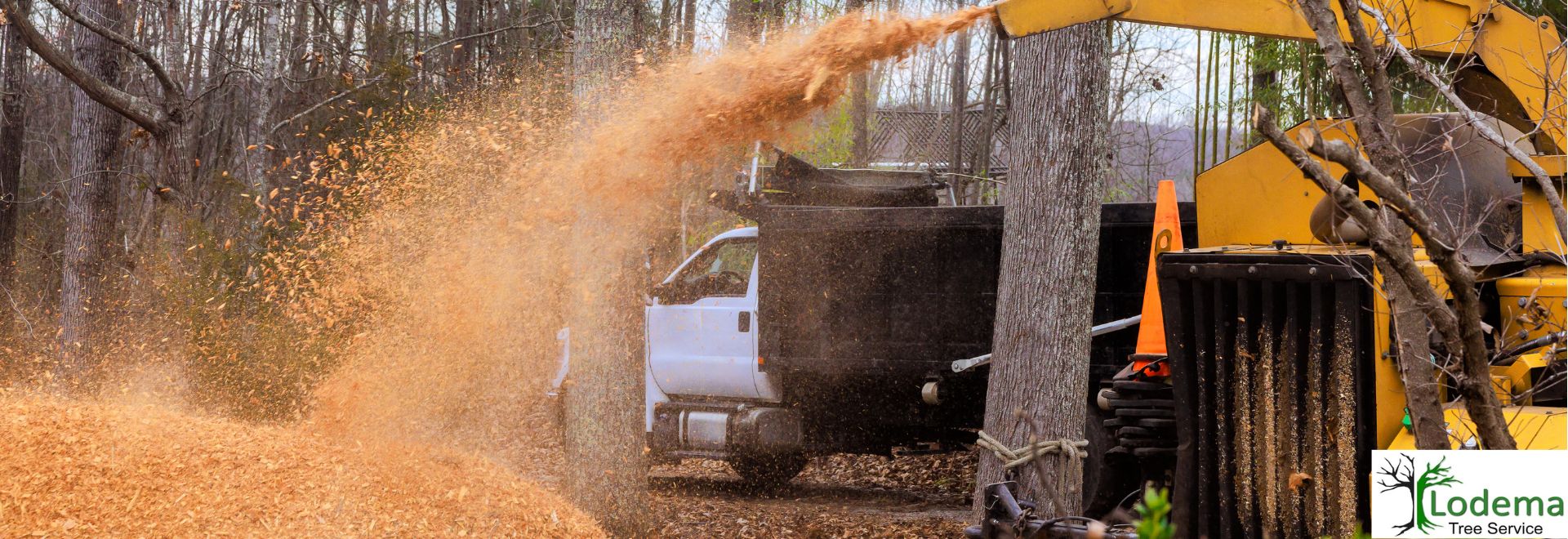Sparta NJ, Tree Service