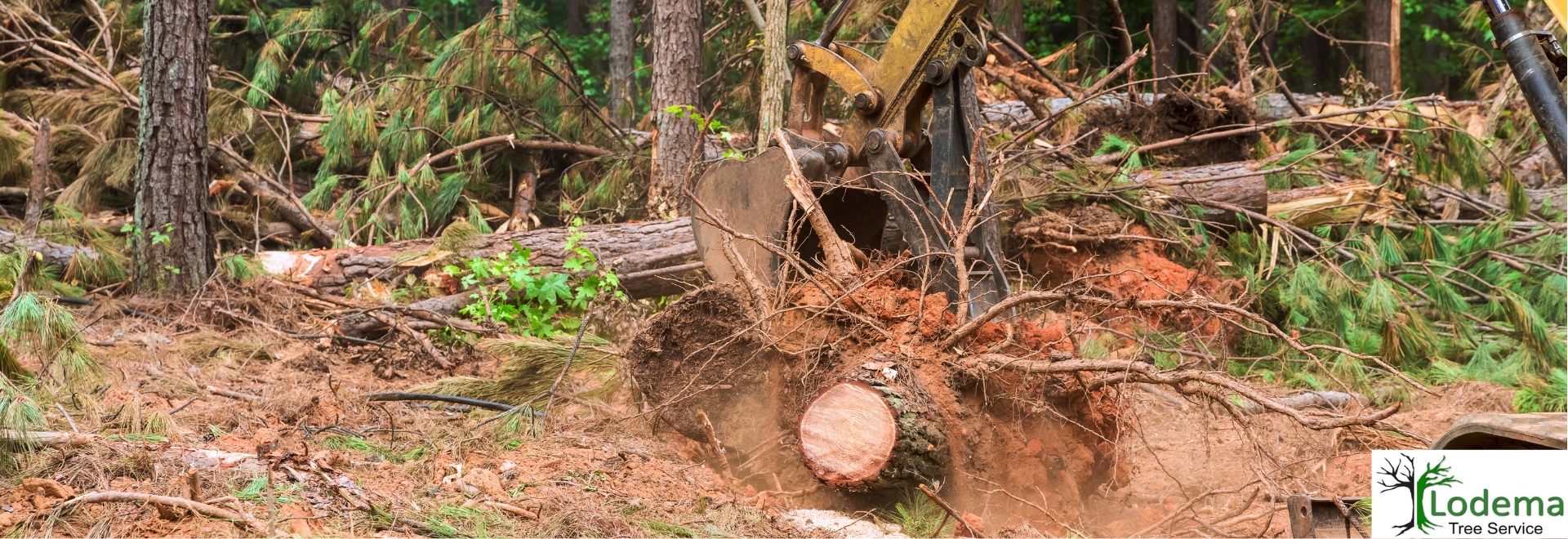 Tree Removal