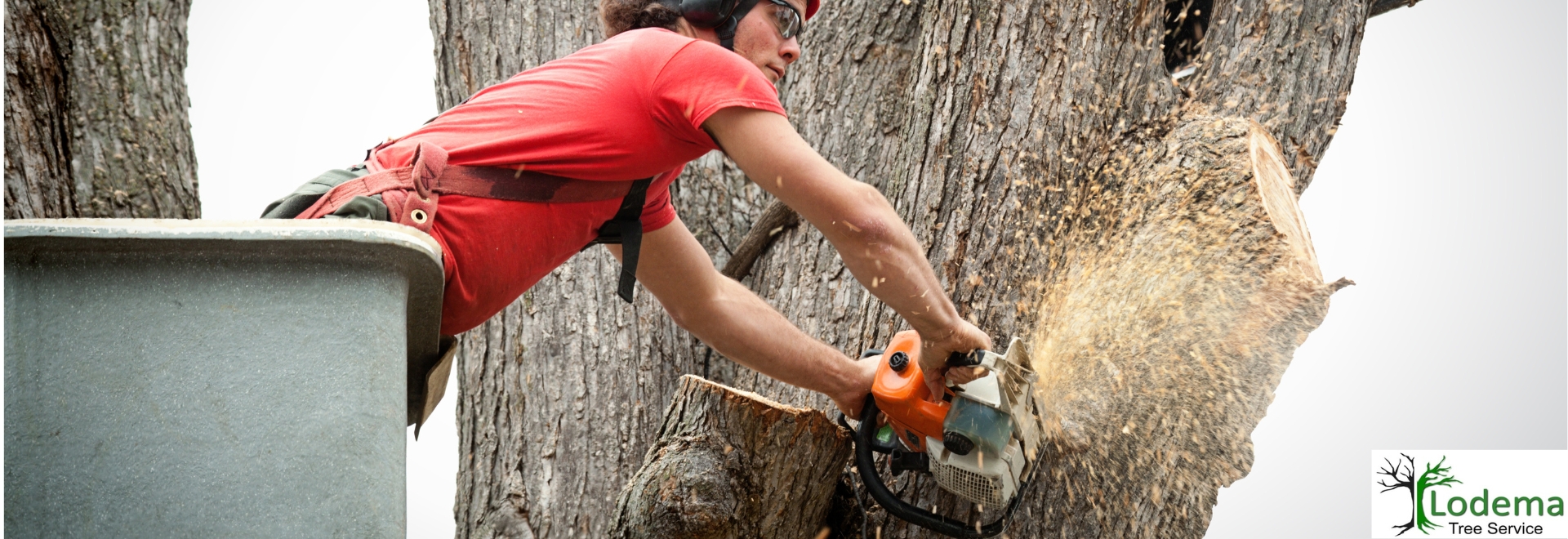 Tree Removal