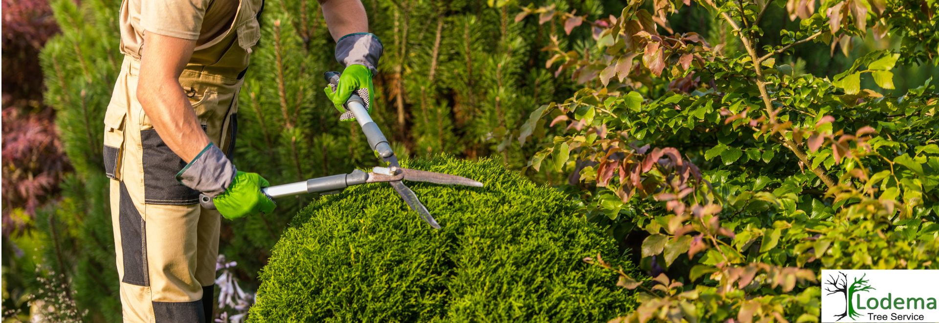 Tree Service Butler NJ
