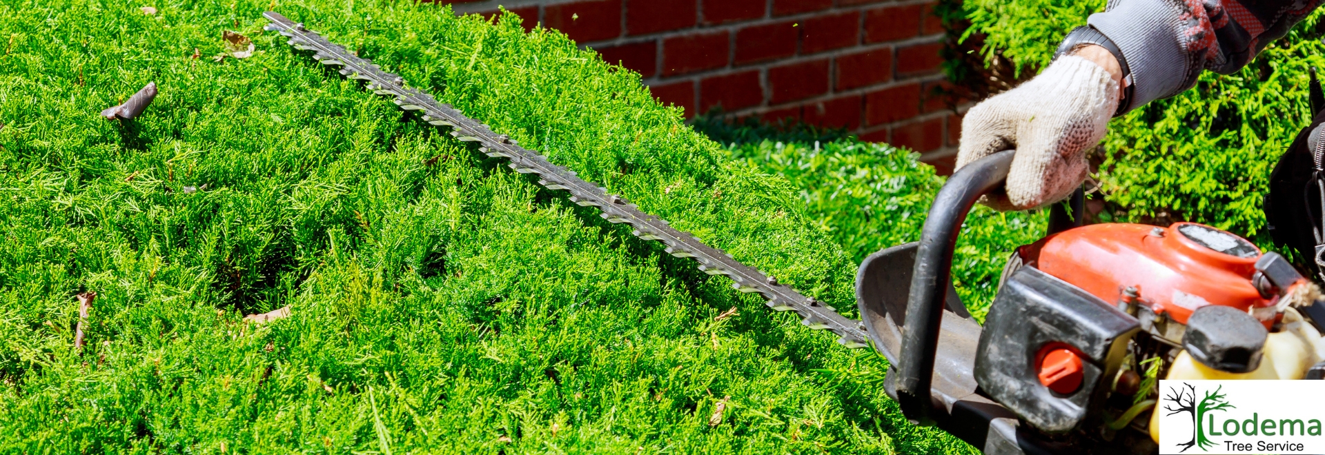 Tree Service Caldwell NJ