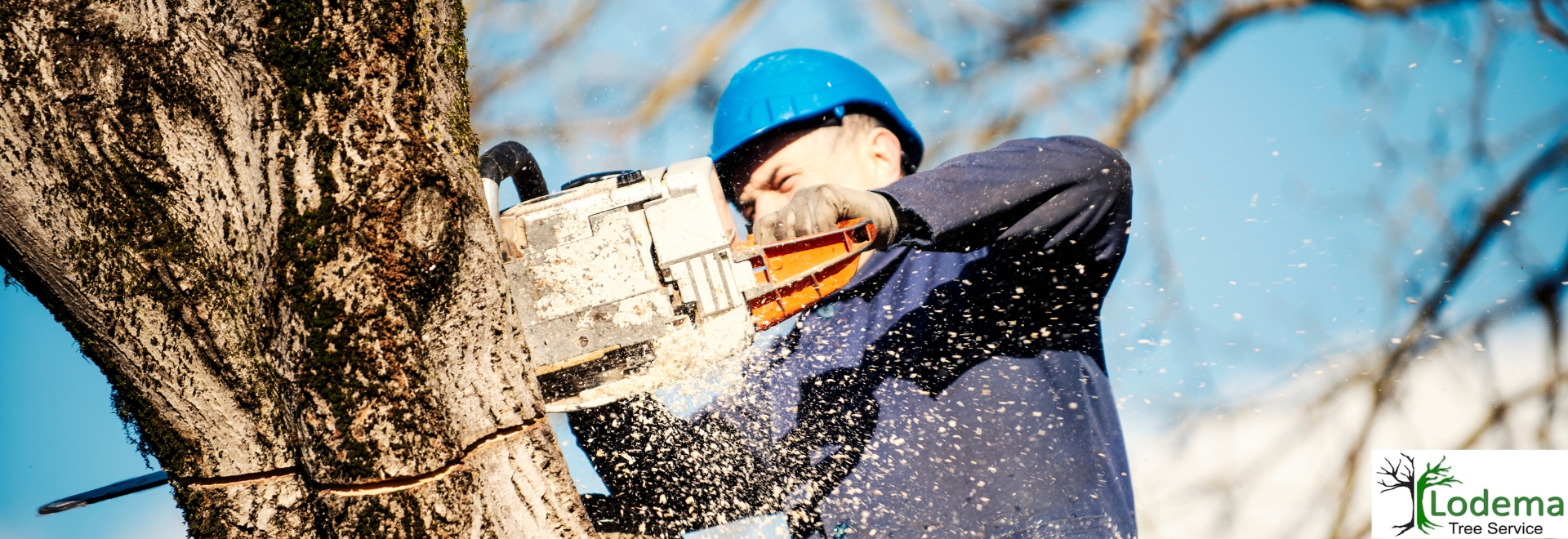 Tree Service Caldwell NJ