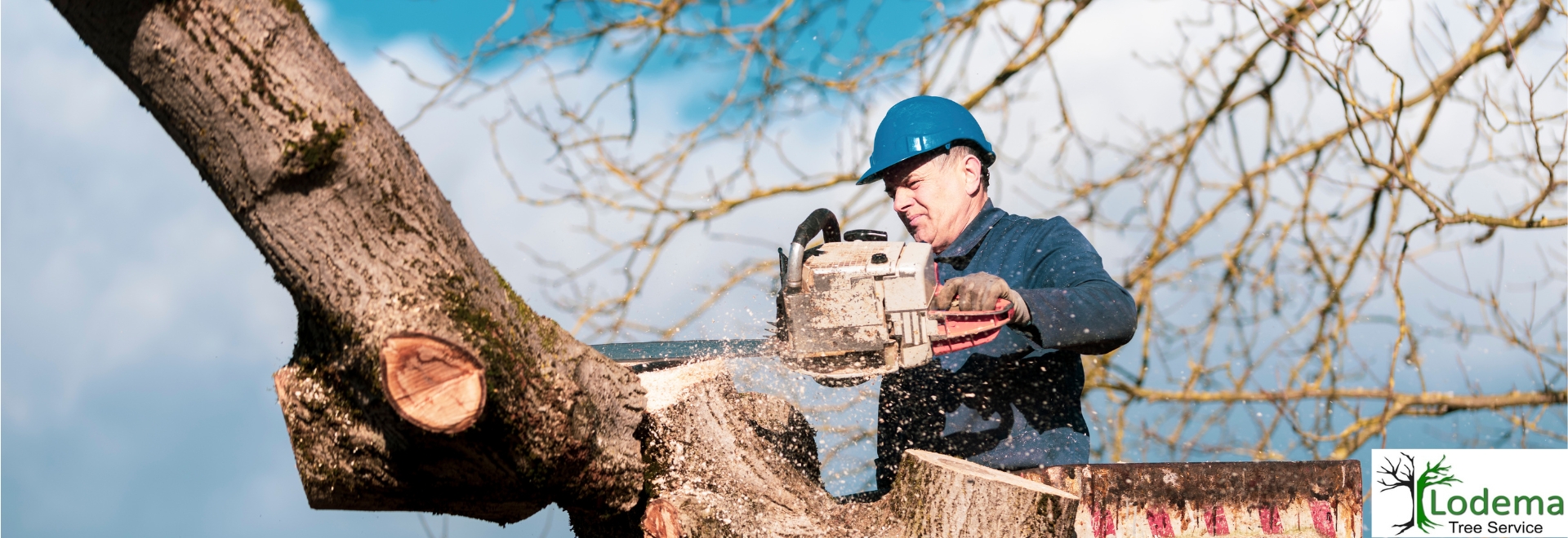 Tree Service, Newton NJ