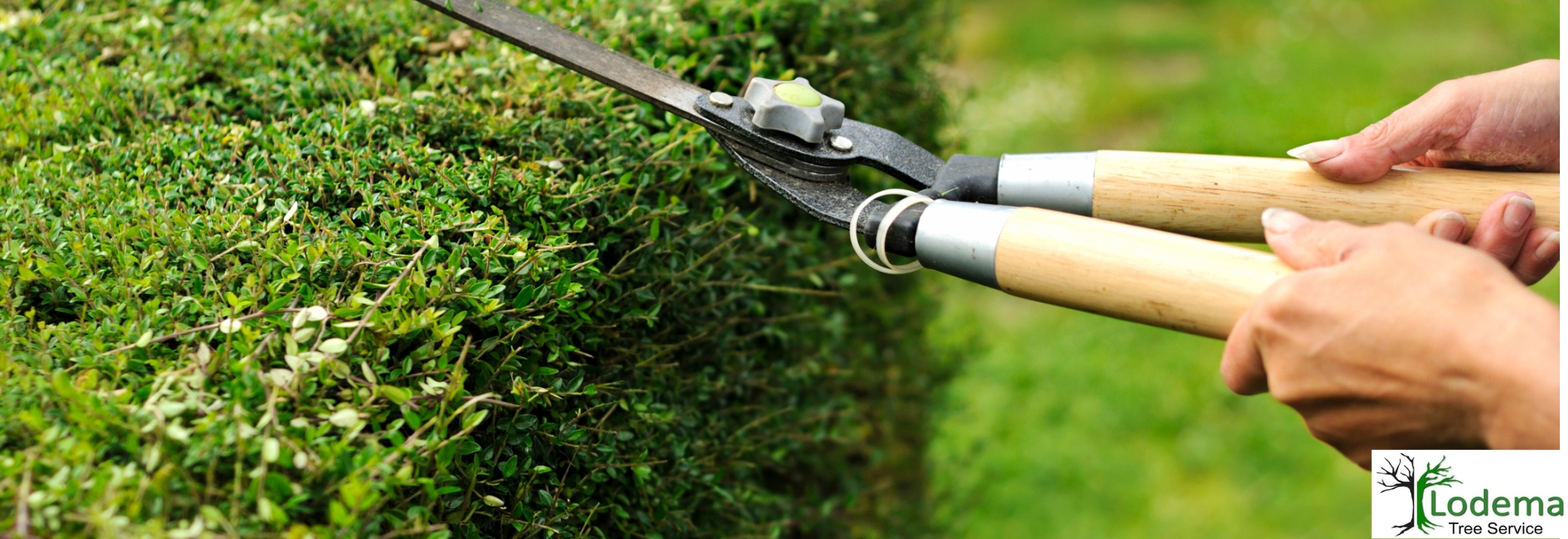 Tree Service Randolph NJ