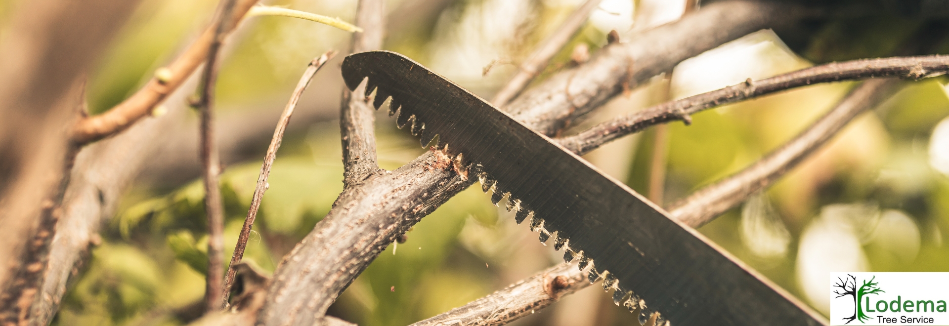 Tree Service Randolph NJ