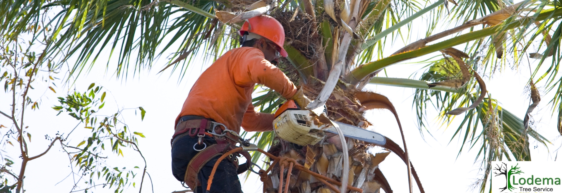 Tree Service, Tree Removal, And Trimming Near Me Sussex NJ