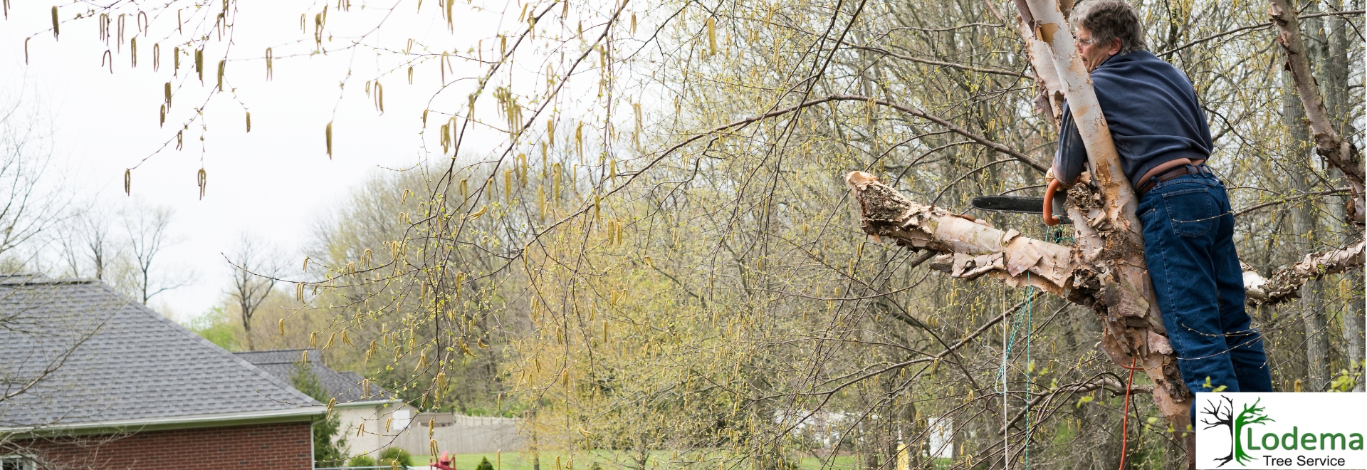 Tree Service Wayne NJ