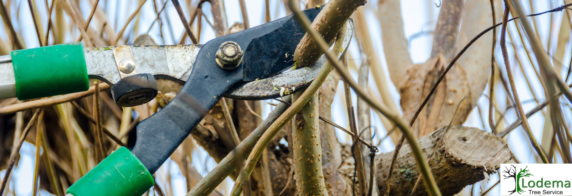 Tree Trimming